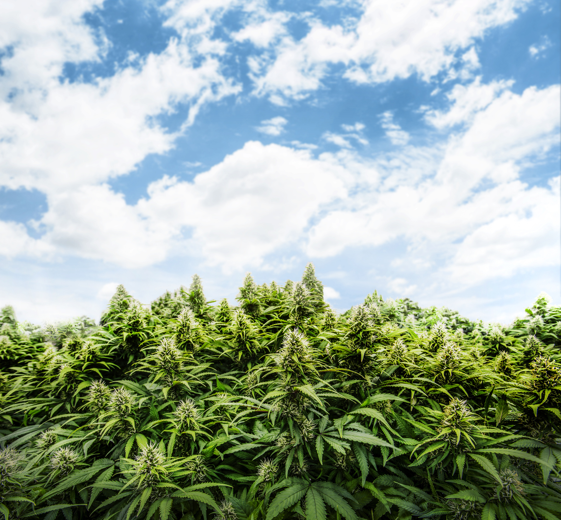 Cannabis